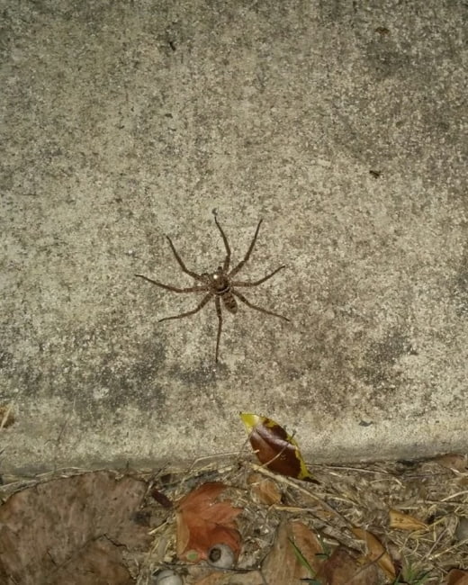 spider-arraigné-dangeureuse-queensland